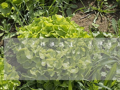 送锦旗报道 法律援助 送锦旗报道 法律援助